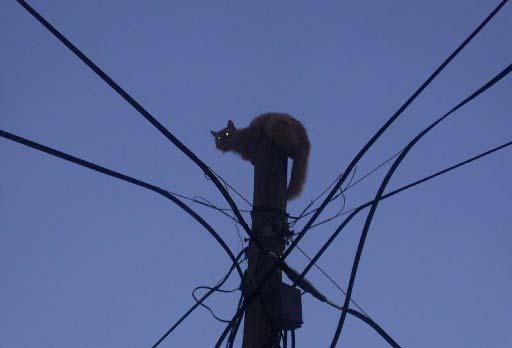 ANTALYA'NIN AKSEKI ILCESINDE KOPEKTEN KACAN BIR KEDI, ELEKTRIK DIREGINE TIRMANMISTI. KEDI, KOPEK UZAKLASANA KADAR DIREKTEN INMEMISTI. (ABDULLAH CATLI)