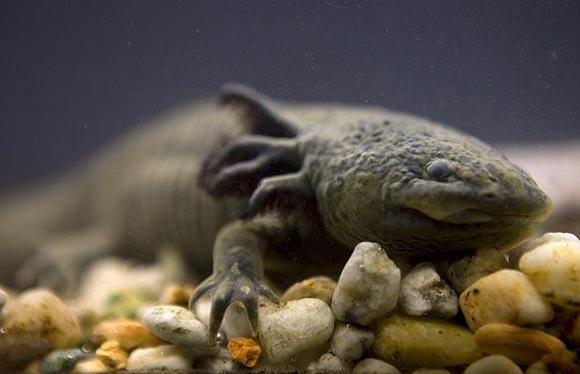 Axolotl(Mol semenderi ) Axolotllar Meksika'da yaşayan bir tür semenderdir ve halk tarafından yemek olarak tüketilmektedir. Vücutlarının bir parçasını kaybetseler bile kendilerini iyileştirip parçayı tekrar oluştururlar.