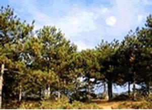 ŞAMLAR - ARNAVUTKÖY MESİRE YERİ
Şamlar ve Arnavutköy mesire yerleri, şehirleşmenin henüz el atamadığı ormanlar olarak büyük önem taşıyor. Fıstık çamları altındaki geniş düzlükler, yürüyüş yolları, tilki, şahin ve diğer yabani hayvanlarıyla İstanbullular için ideal bir doğa parçası olan bölge,özellikle hafta sonları kalabalık gruplara ev sahipliği yapıyor. Yeni yapılan sosyal tesisler ve oturma sahaları, bölgenin çekiciliğini daha da artırıyor.
Nasıl gidilir?
Bölgeye Gaziosmanpaşa yoluyla Arnavutköye yaklaşıldığında Nokta mevkiinden sola doğru inen asfalt yoldan ulaşılabiliyor.
Tel: 0535 272 78 82