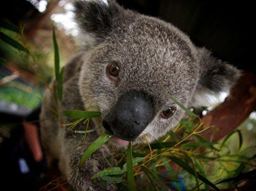 Koala, Avustralya