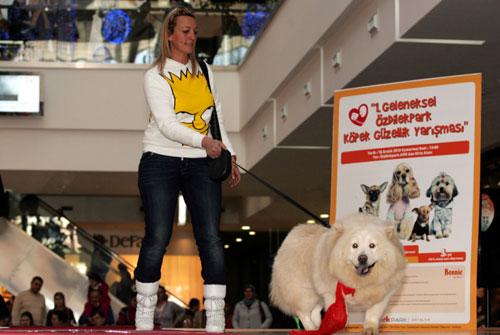 Antalya köpek güzellik yarışması