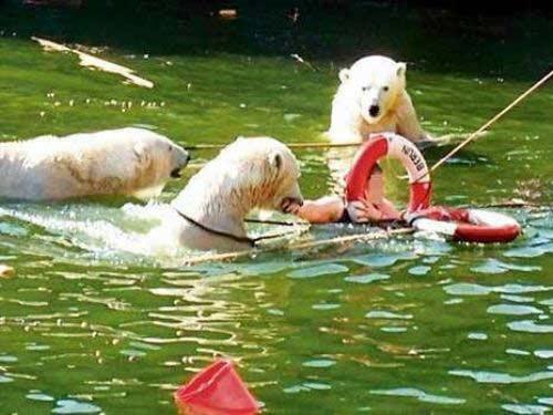 Hayvanat bahçesinde boz ayıların fotoğrafını çekmeye çalışan kadın ayıların içinde bulunduğu havuza düştü. Talihsiz kadın güçlükle kurtarılırken korku dolu anlar objektiflere böyle yansıdı: