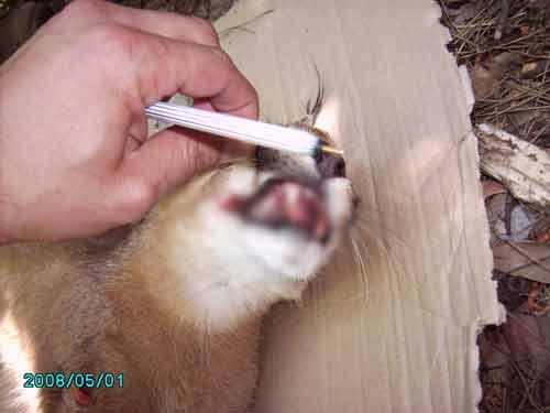 Pardus geçtiğimiz sene ilk kez yaralı olarak tesadüfen bulunmuş ve Haber 7 tarafından ilk kez görüntülenmişti.
