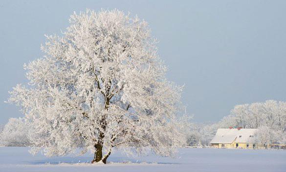 Almanya'nın Brandenburg eyaletinin Sieversdorf kentinde karla kaplı bir ağaç ve karların altındaki arazide çatısı bembayaz bir kır evi... Bu fotoğraf 26 Aralık 2010 tarihinde çekildi... Aynı yerin bu seneki fotoğrafını görmek için tıklayınız...