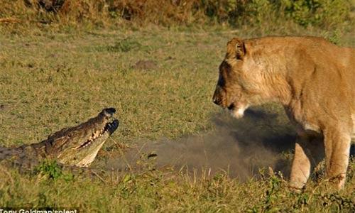 Güney Afrika ülkelerinden Botswana'da bir timsah yavru aslana saldırdı.