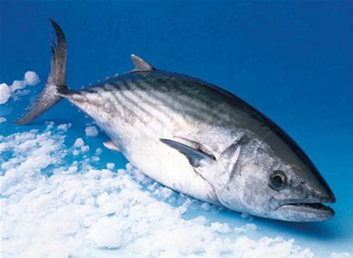 Palamut boyuna göre çeşitli isimler ile anılır: Palamutvonozu (12-16 cm), kestanepalamudu (16-22 cm), çingenepalamudu (22-28 cm), palamut (28-35 cm), zindandelen (35-40 cm), torik (40-45 cm), sivri (45-55 cm), altıparmak (55-65 cm) ve piçuta (65 cm ve üzeri). Genelde ılıman ve sıcak denizlerde yaşayan palamutlar ilkbaharda yumurta dökmek için sürüler halinde İstanbul Boğazı’ndan Karadeniz’e çıkar, Ağustos’ta geri dönerler. Güneyde yaşayan palamut sürülerinin üreme dönemi Nisan-Mayıs, Karadeniz’de yaşayanlaınsa Mayıs-Hazirandır.