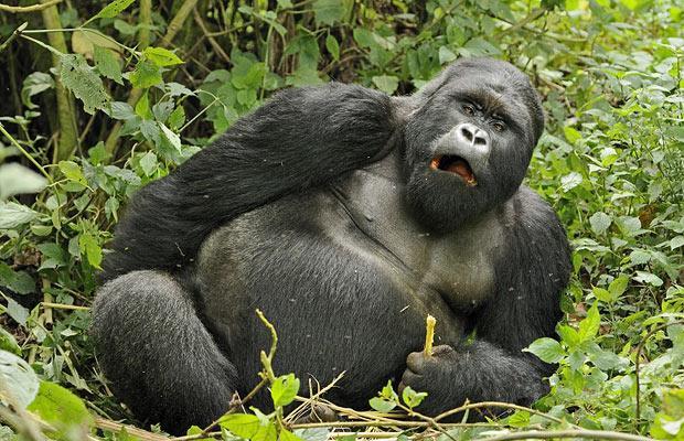 Ruanda'nın yüksek dağlarında yaşayan goril ailesini çekmeye giden vahşi doğa fotoğrafçısı Andy Rouse, alkollü bambu sapını yiyen gorillerin komik hallerini böyle görüntüledi.