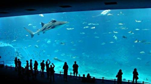 TURKUAZOO ---
Türkiyenin ilk ve tek modern akvaryumu Forum İstanbul Alışveriş Merkezinde açıldı. Tam tamına 8.000 metrekarelik dev bir akvaryum alanına sahip ve içinde 10 binin üzerinde deniz canlısının olduğu bir akvaryum! 10 binin üzerinde deniz canlısı; dünyanın dört bir yanını kaplayan deniz ve okyanusların en özel ve en egzotik türleri... Denizlerin en karizmatik canlıları köpekbalıklarından havalı vatoslara, dev deniz kaplumbağalarından eli kolu uzun ahtapotlara... Ayrıca dünyadaki en uzun cam su tünellerinden birine sahip, tam 80 metre!