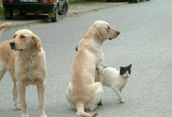 Düzce'nin Camikebir Mahallesi'nin maskotları iki köpek ve bir kedinin dostlukları görenleri hayrete düşürüyor.