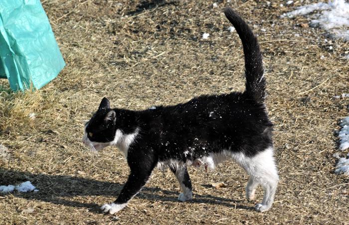 Köpeği korkutup geri püskürten kedi, daha sonra köpeğin bölgesinden ayrıldı.