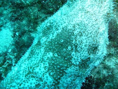 Tüylü deniz hıyarı: Karayip ve Bahamaların en çok rastlanan canlıları.