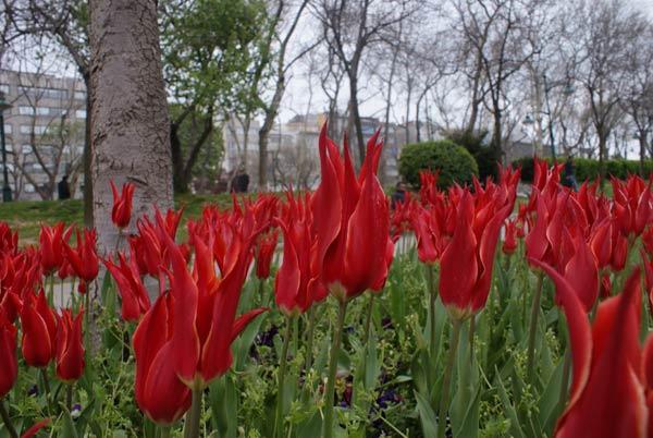 Taksim Gezi Parkı