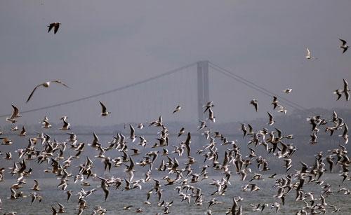 BOĞAZ KÖPRÜSÜ, GÖKYÜZÜNDE ADETA DANS EDEN MARTILARLA BİRLİKTE SEYRİNE DOYULMAZ BİR MANZARA MEYDANA GETİRDİ. FOTOĞRAF: ABDULLAH COŞKUN