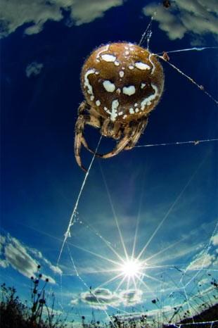 İngiltere'de her yıl düzenlenen British Wildlife Fotoğraf Ödülleri sahiplerini buldu. Bu yılın birincisi,Sula Sgeir denilen küçük ve ıssız bir İskoç adasında çektiği denizanası fotoğrafıyla Richard Shucksmith oldu. İşte yarışmada dereceye giren vahşi yaşamın içinden etkileyici kareler