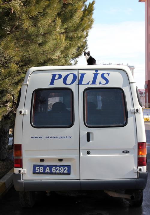 Güneşli ve sıcak havanın tadını insanlar olduğu kadar hayvanlar da çıkardı. Sivas Emniyet Müdürlüğü bahçesinde park halindeki polis minibüsünün üstünde güneşlenen kediyi görenler şaşkınlığını gizleyemezken, kedi ile ‘polis’ yazısı ise ilginç bir görüntü oluşturdu.