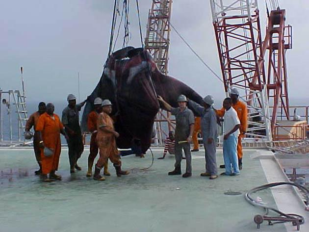 Manta vatozlarının sıcak bölgelerde yaşadığı, bir tondan daha ağır oldukları, sert omurgaları olmadığı ve plankton yiyerek beslendikleri biliniyor.