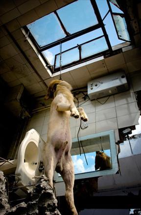 National Geographicin en iyi fotoğrafları 2007-2008
