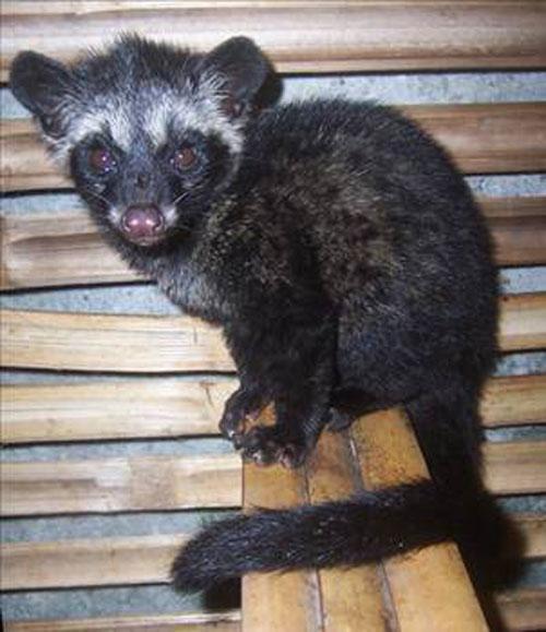 <p>Bu Civetler ağaçlarda yaşayan kedi benzeri bir hayvan ve en iyi kahve meyvelerini seçip onlarla besleniyorlar, daha sonra midelerindeki asitlerle bu kahve meyvelerini bir nevi fermante ederek çekirdekleri öğütmeden ama kimyasal değişikliğe uğratarak dışarı çıkarıyorlar. Sonra da bu dışkılar toplanıp çekirdekler işleniyor ve kilosu bulunduğunuz ülkeye göre 325 ile 1200 USD. arası, bir fincanı da 50 USD. civarında satılıyor.