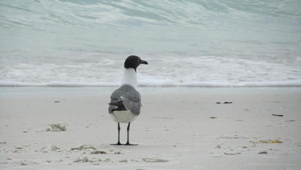 Florida sahilleri...