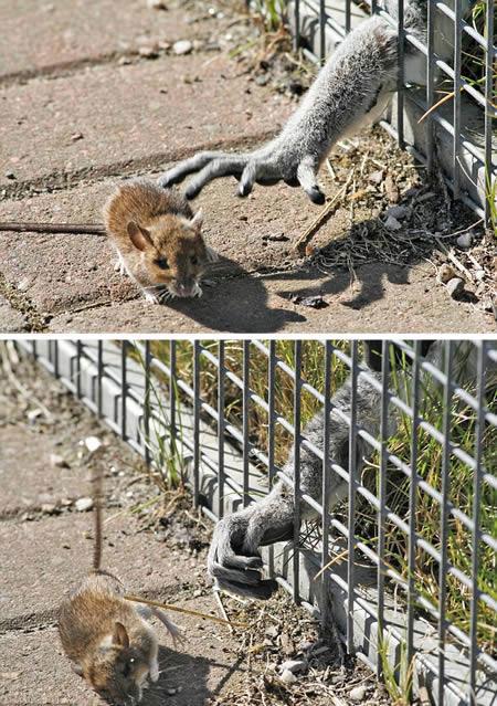 <p>Fare lemura karşı
<p>Aç lemur kafesin dışından geçen fareye öyle bir el uzatıyor ki fare kendini zor kurtarıyor.