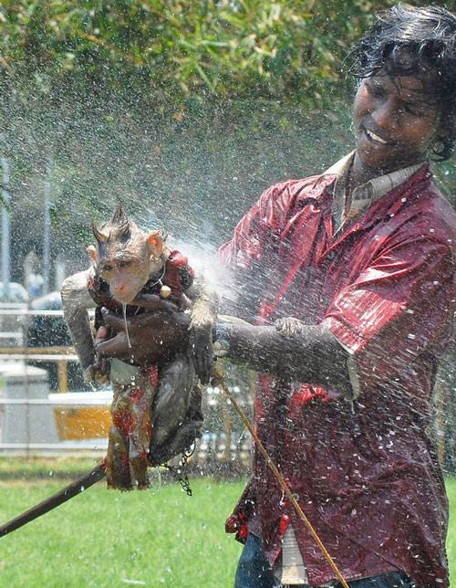 Hintli bir g&ouml;&ccedil;ebe Hindistan'ın Chennai kentinde bir su fıskiyesinde dans&ccedil;ı maymununa banyo yaptırıyor... Duş yapan hayvan bundan pek hoşlanmış g&ouml;r&uuml;nmese de bu işin hintli g&ouml;&ccedil;ebeyi eğlendirdiği y&uuml;z ifadesinden okunuyor