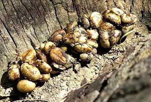 <p>Kopi Luwak Endonezya'nın Sumatra adası ile çevre birkaç adasında yaşayan ve "Asian Palm Civet (Paradoxurus hermaphroditus)" denilen bir hayvanın dışkısından elde ediliyor.