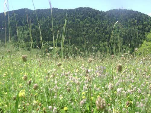 Artvin'den manzaralar