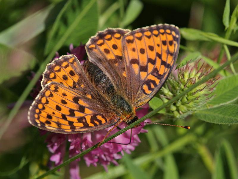 <p><strong><span style="text-decoration: underline;"><span style="color: #0000ff;">Argynnis nio (Niyobe)</span></span></strong><br /><br />Kanat altındaki küçük siyah benek, türü benzerlerinden ayırır, ilkbahar ve yaz mevsimlerinde çiçekli alanlarda gözlemlenir.</p>