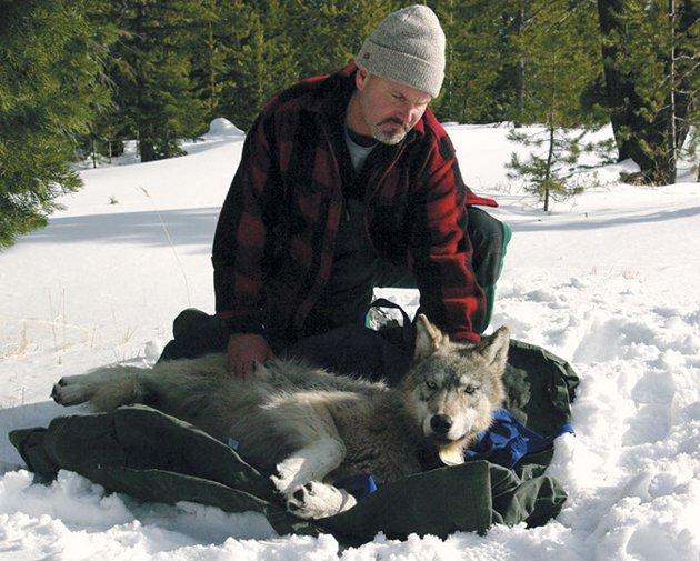 ADD'nin Oregon eyaletinde, (Oregon Department of Fish and Wildlife) balık ve doğal yaşam alanlarını koruma ünitesinin takibindeki doğal yaşam alanında dünyaya gelen gri erkek kurt, kendisine bir dişi kurt bulabilmek için yaşadığı parktan çıkarak aylarca tek başına dolaştı.
<br><br>
2009’da dünyaya gözlerini açan kurt, 2 yaşına geldiğinde bir eş bulabilmek için babası ve kardeşini terk ederek yola çıktı.
<br><br>
ABD’li görevlilerin tehlikelere karşı takip için kulağına taktığı çip sayesinde izini sürdüğü OR-7 kod adlı erkek kurt, 10 Eylülde çıktığı yolculuğununda zig zaglar çizerek eş bulmak için tam 730 mil (yaklaşık 1175 kilometre) yol kat etti.
<br><br>
Bu arada kendisine yabancı yaşam alanlarından geçen, köpek sürüleri ile karşı karşıya gelerek zor anlar yaşayan, diğer kurtlara da rastlayan genç kurt 19 Kasımda eyaletin Medford bölgesine ulaştı ama ne yazık ki iki aylık yolculuk sonunda kendisine uygun eş bulamadı.
<br><br>
Bu hikayenin mutlu sonla bitmemesi üzücü ama sürpriz değil çünkü talihsiz gri kurdunmacerası samanlıkta iğne aramaktan faksızdı. Yaşadığı topraklarda şu ana dek sadece 14 kurt yaşadığı tespit edilebilmiş durumdaydı.
<br><br>
Talihsiz kurdun talihsizliği bununla da bitmedi çünkü umudu kestiği zaman dönüş içinde 320 mil (yaklaşık 515 kilometre) yürümek zorundaydı.
<br><br>
(Haber 7 - AP)