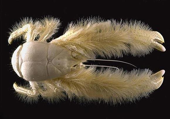 Yeti Crab (Yeti ıstakozu) Bilimadamlarının 2005 yılında keşfettiği Yeti ıstakozu sarı kürklü bir yapıya sahip.Güney pasifikte yaşayan bu yengeç türünün 10 adet bacağı bulunuyor