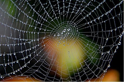 Bugüne dek 690 tür örümcek tespit edilen Türkiye'de, araknolojik çalışmaların azlığı nedeniyle bazı türlerin ilk kez tanımlandı. Aslında tüm örümceklerin zehirli olduğu belirtildi