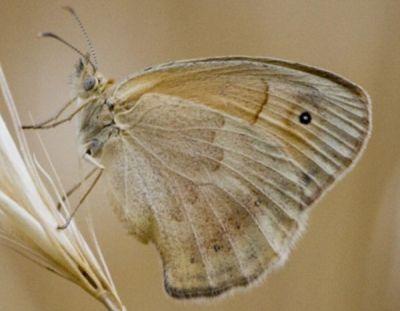 <p><strong><span style="text-decoration: underline;"><span style="color: #0000ff;">Coenonympha pamphilus (Küçük zıpzıp perisi)</span></span></strong><br /><br />Her tür çayırda en yaygın görülen türlerdendir. Konduğunda kanatlarını hep kapalı tutan bu türü, küçük boyu, turuncu kanat rengi ve ön kanat altında bulunan gozbeneği ile tanımlayabiliriz.</p>