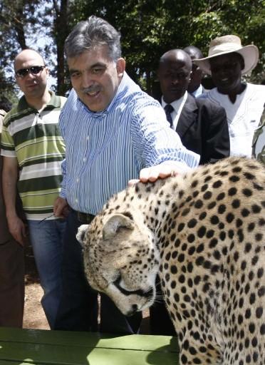 Cumhurbaşkanı Abdullah Gül, eşi Hayrünnisa Gül, Devlet Bakanı Said Yazıcıoğlu, Ulaştırma Bakanı Binali Yıldırım ve heyettekilerle Nairobi Ulusal Parkı'n çitaların bulunduğu kafese girdi ve çita sevdi...