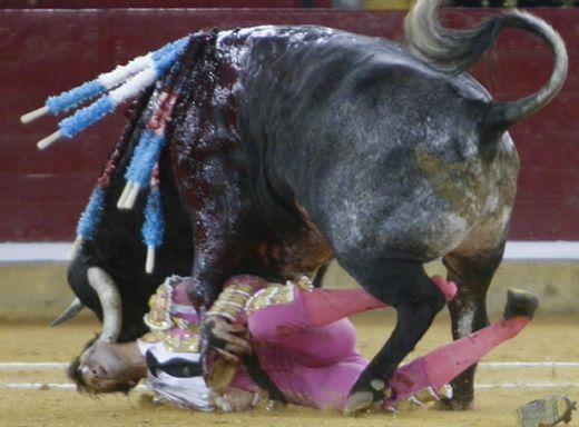 İspanya'nın en popüler matadorlarından Juan Jose Padilla bir an sendeleyince boğanın altında kaldı. Matador diğer arkadaşlarının yardımıyla ölümden döndü.