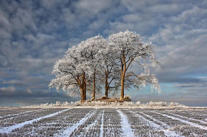 Landscape 2011 Fotoğraf yarışmasında bu yıl birinciliği peyzaj fotoğrafçısı Robert Fulton kazandı. Cumbernauld, North Lanarkshire'da Çektiği buzla kaplı ağaçlar yılın fotoğrafı ödülünü getirdi. Landscape 2011'de dereceye giren diğer fotoğraflar...