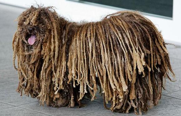 Komondor Köpeği Issız ve uzak bölgelerde kullanılan tipik bir sürü koruma köpeği olan komondor köpeği özellikle geceleri çok dikkatlidir.