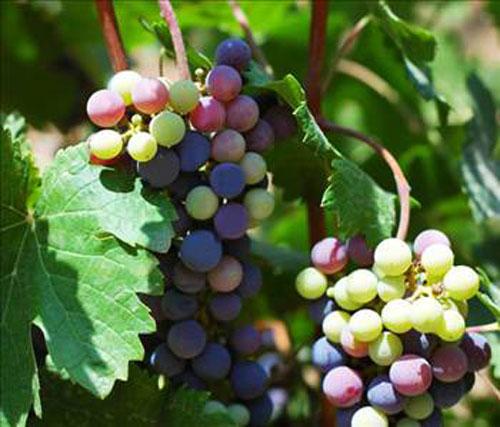 <p>Üzüm mikrodalga fırında patlar.