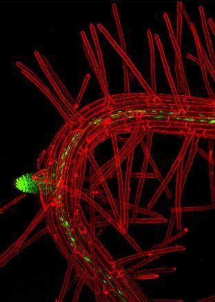 17. Monica Pons - Institut de Biologia Molecular de Barcelona (CSIC)- Barselona, İspanya Konu mankeni: Arabidopsis thaliana root Büyütme: 10x