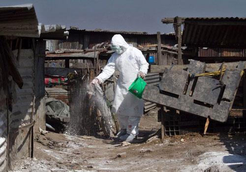 Nepal'in Katmandu eteklerinde yer alan Bhaktapur'da Veteriner Epidemiyoloji Merkezi (VEC)  yetkilileri aldıkları bir ihbar üzerine gittikleri tavuk çiftliğinde kuş gribi salgını olduğunu doğruladıktan sonra 500'den fazla tavuk ve ördeği imha etti.