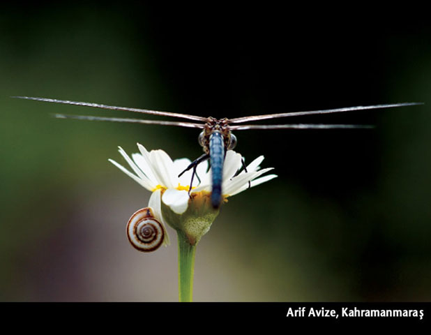 National Geographic Uluslararası Fotoğraf Yarışması Türkiye elemeleri sonuçları