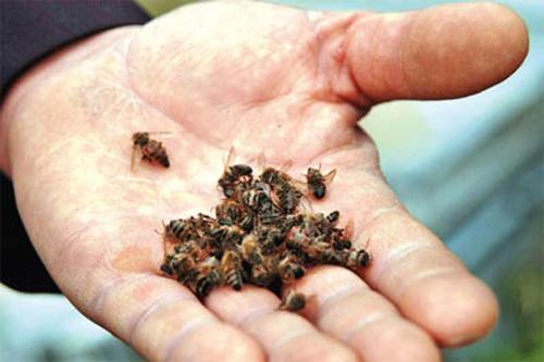 Arılar da ölüyor. ABDde yapılan son araştırmalara göre bazı yaban arısı cinslerinin sayılarının son 20 yılda yüzde 90 oranında düştüğü açıklandı.