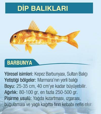 Marmara'nın yerli balığı Barbunya bir dip balığıdır