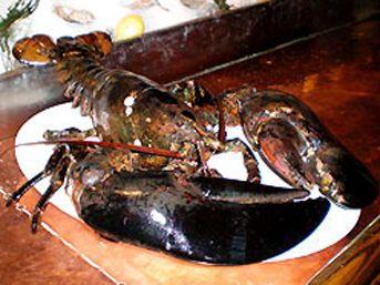 <p><br>Istakoz Neden Canlı Pişirilir? Acıyı Hisseder Mi?<p><br>Kabuklu Deniz Hayvanlarında Bakteriler Vardır Ve Öldükleri Zaman Bu Bakteriler Vücudu Ele Geçirip, Zehirlenmelere Sebep Olabilir. Doku Yaralanmasına Hormonal Ve Fiziksel Tepki Gösterir. Yani Acı Hisseder