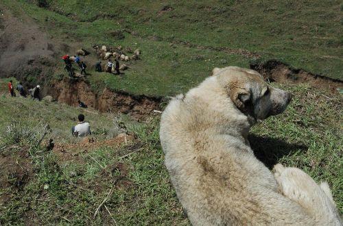S&uuml;r&uuml; psikoloji i&ccedil;inde hareket eden ve u&ccedil;urumdan d&uuml;şen arkadaşlarını g&ouml;rerek durmak yerine onları takip ederek &ouml;l&uuml;m eatlayan koyunları s&uuml;r&uuml;n&uuml;n k&ouml;peği &ccedil;aresizlik i&ccedil;inde seyretti.