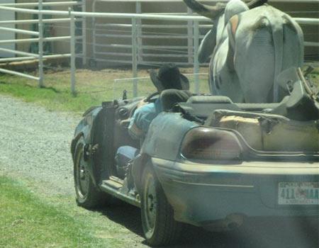 Sivas'ta 2003 yılında sahibi tarafından otomobile bindirilip veterinere götürülen ve dünyaca üne kavuşan 'Dana Ferhat'ın ardından bir vaka da ABD'de objektiflere yakalandı.