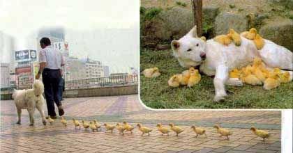 Hayvanlar aleminden 50 ilginç fotoğraf