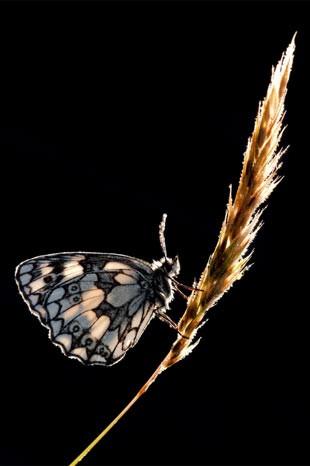 İngiltere'de her yıl düzenlenen British Wildlife Fotoğraf Ödülleri sahiplerini buldu. Bu yılın birincisi,Sula Sgeir denilen küçük ve ıssız bir İskoç adasında çektiği denizanası fotoğrafıyla Richard Shucksmith oldu. İşte yarışmada dereceye giren vahşi yaşamın içinden etkileyici kareler