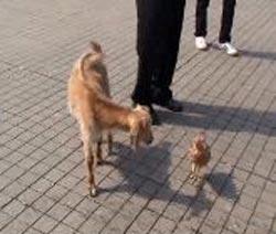 Taksim Meydanı, bu kez iki farklı aşığı misafir etti. Sahibiyle birlikte meydanı gezmeye geleni keçi ile horozun bir birlerine olan bağı, görenleri hayrete düşürdü. Horoz, Taksim'de gezinen keçiyi bir an olsun yalnız bırakmadı.(CİHAN/Sümer Avcı)