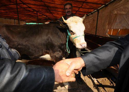 İzmir Büyükşehir Belediye Zabıta Daire Başkanlığı ekipleri de, kent genelinde uygunsuz kurban kesimlerini önlemek için denetimlerini sürdürecek. İzmir Büyükşehir Belediyesi'nin 16 noktada oluşturduğu 28 kesim çadırında ve bölgesinde ekipler görev yapacak. Metropol ilçelerde belirlenen kurban kesim ve satış yerlerinde ilçe belediye zabıtalarına ek personel ile destek verilecek.