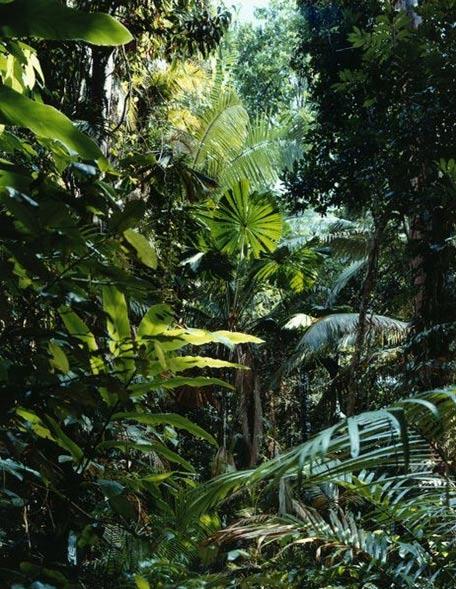 Thomas Struth
Bu cennet kontrolsüz ve yabani büyüme sonucunda ortaya çıkan vahşi bir orman ve görüş alanımızın ötesine uzanan geniş bir şebekenin küçük bir kısmını temsil ediyor.